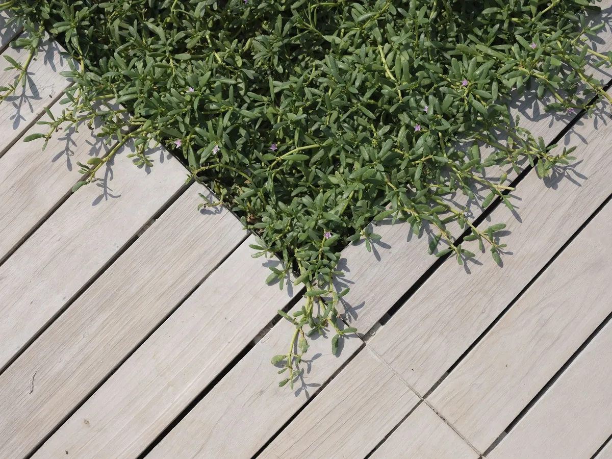 Terrasse en bois : prix au m² et choix des essences